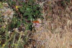 Argynnis niobe