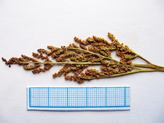 Sceptridium robustum