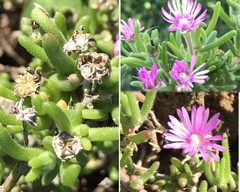 Delosperma pageanum