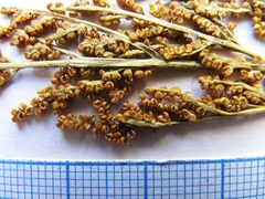 Sceptridium robustum