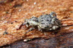 Trachodes hispidus