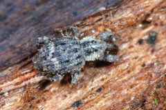 Trachodes hispidus