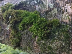Orthotrichum diaphanum