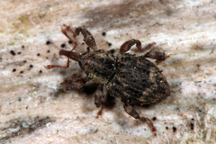 Trachodes hispidus