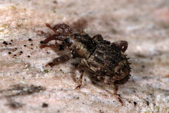 Trachodes hispidus