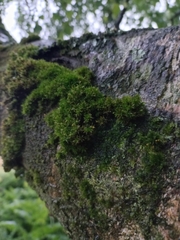 Orthotrichum diaphanum