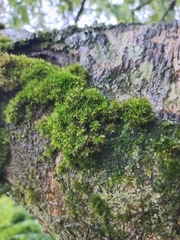 Orthotrichum diaphanum