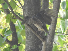 Hypsipetes amaurotis