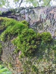 Orthotrichum diaphanum