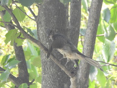 Hypsipetes amaurotis