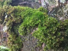 Orthotrichum diaphanum