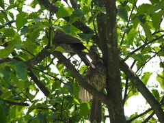 Hypsipetes amaurotis