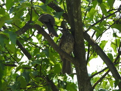 Hypsipetes amaurotis