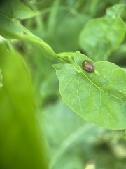 Hypocassida subferruginea