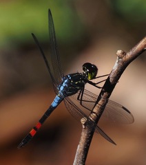 Agrionoptera sexlineata