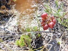 Astragalus chorinensis