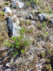 Pulsatilla tenuiloba