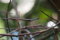 Marmessoidea vinosa