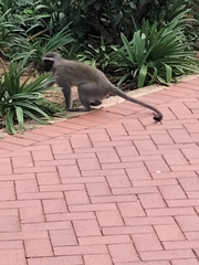 Chlorocebus pygerythrus pygerythrus