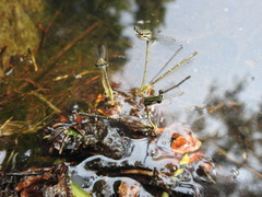 Platycnemis phyllopoda