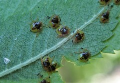 Elasmostethus interstinctus