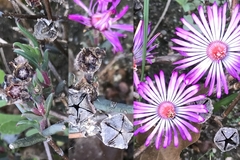 Lampranthus aduncus