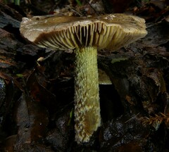 Cortinarius cuphomorphus
