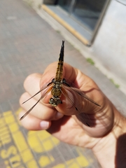 Libellula quadrimaculata