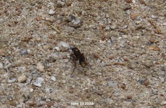 Sceliphron deforme atripes