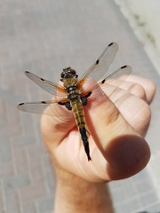 Libellula quadrimaculata