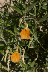 Pigea aurantiaca