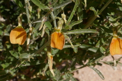 Pigea aurantiaca