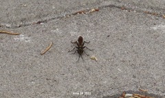 Sceliphron deforme atripes