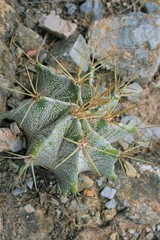 Astrophytum ornatum