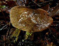 Cortinarius cuphomorphus