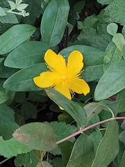 Hypericum calycinum