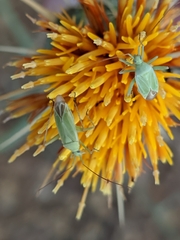 Thiomiris sulphureus