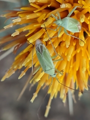 Thiomiris sulphureus