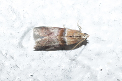 Acrobasis repandana