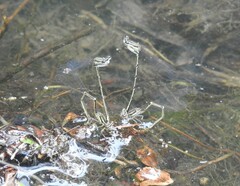 Platycnemis phyllopoda