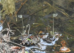 Platycnemis phyllopoda