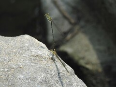 Platycnemis phyllopoda