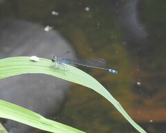 Paracercion calamorum