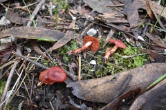 Cortinarius kula