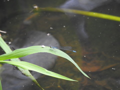 Paracercion calamorum