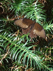 Papilio nephelus