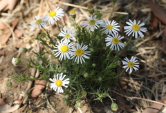 Felicia muricata muricata