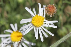 Felicia muricata muricata