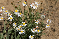 Felicia muricata muricata