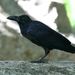 Eastern Jungle Crow - Photo (c) Sam Hambly, some rights reserved (CC BY-NC), uploaded by Sam Hambly